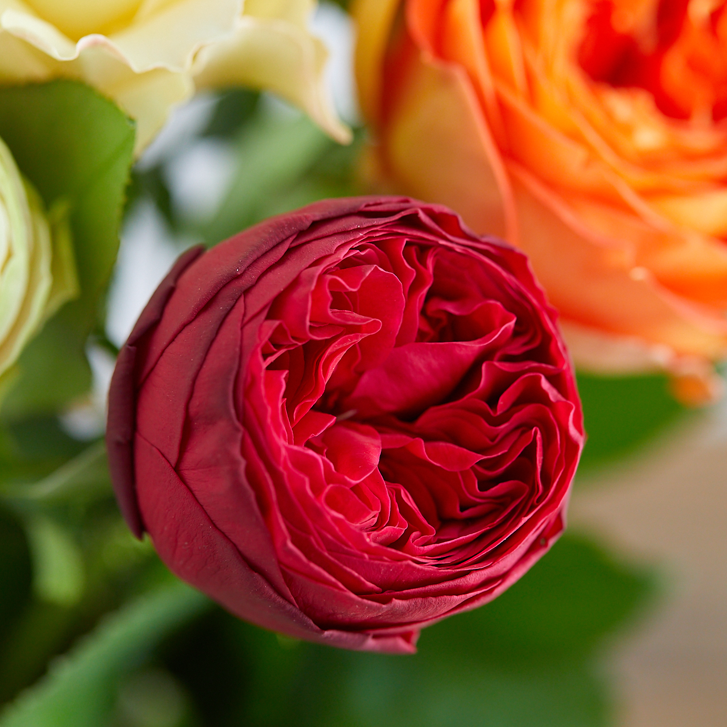 バラとダリアとピオニーの華やか豪華特大リース♪❀ボリュームタイプ❀ バラとダリアとピオニーの華やか豪華特大リース♪❀ボリュームタイプ❀