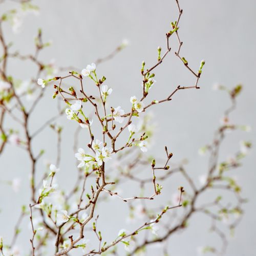 市場直送】希少桜・湖上の舞 80㎝ 5本 | 青山フラワーマーケット｜花束