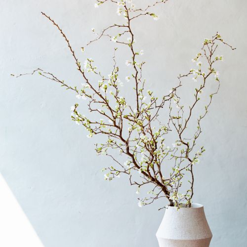 市場直送】希少桜・湖上の舞 80㎝ 5本 | 青山フラワーマーケット｜花束