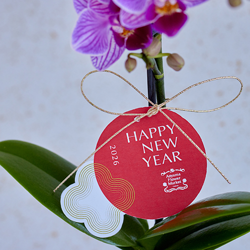 産直】椎名洋ラン園のマイクロ胡蝶蘭 苔玉仕立て ピンク系 | 青山