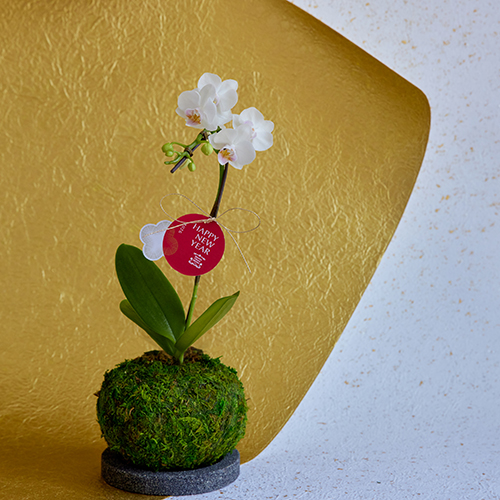 産直】椎名洋ラン園のマイクロ胡蝶蘭 苔玉仕立て ホワイト系 | 青山