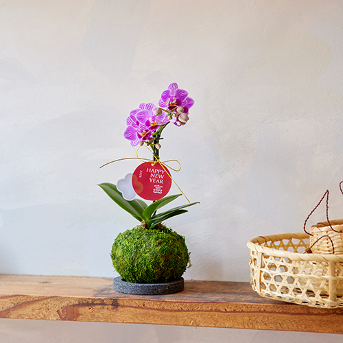 産直】椎名洋ラン園のマイクロ胡蝶蘭 苔玉仕立て ピンク系 | 青山