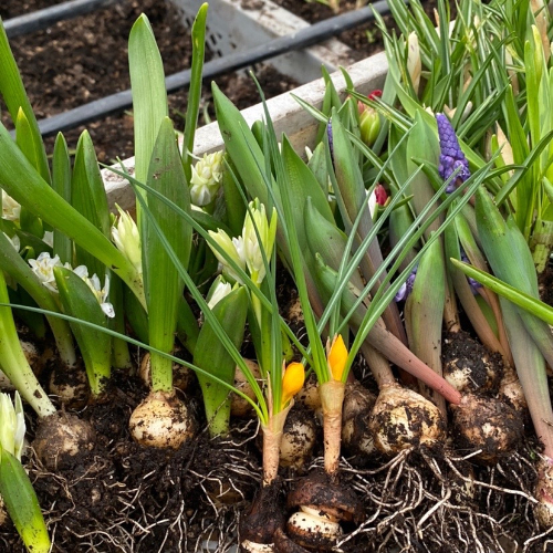 【お問合せ・確認用】植物全般（多肉、球根、水草、熱帯植物等） 趣味の園芸』2025年10月号の紹介～今年こそ、球根の達人になる