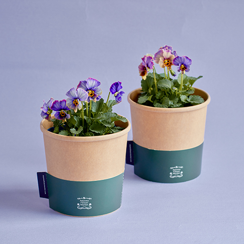 市場直送】サトウ園芸のパンジー 「ラピスラズリ」4鉢セット | 青山