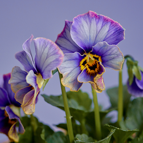 市場直送】サトウ園芸のパンジー 「ラピスラズリ」4鉢セット | 青山