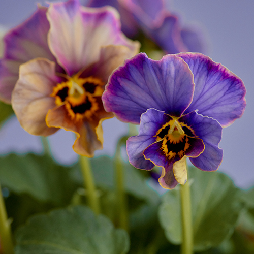 市場直送】サトウ園芸のパンジー 「ラピスラズリ」4鉢セット | 青山
