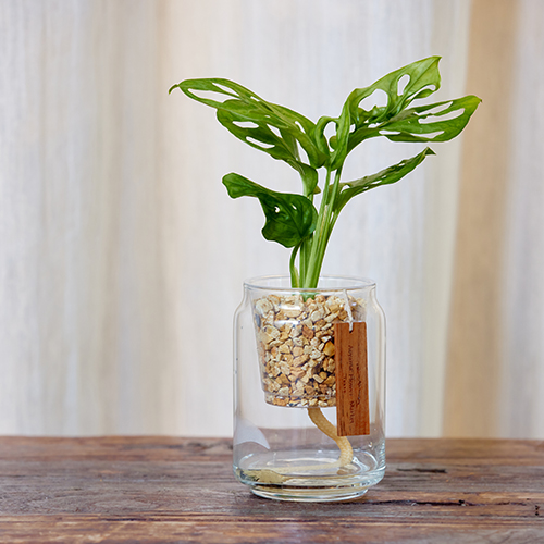 産直】グリーンウォークのマドカズラ（STRINGLASS) | 青山フラワー