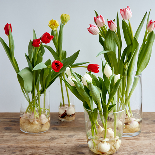 青山フラワーマーケット | 3,000円～4,999円の商品 | 青山フラワー