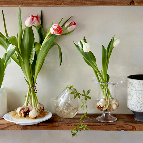 産直】前山の球根付きチューリップ 20本アソート | 青山フラワー