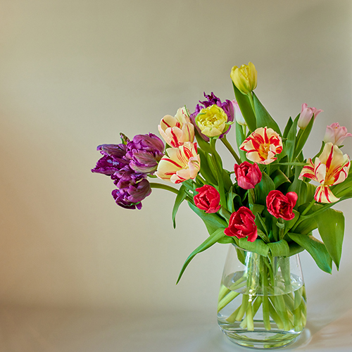 産直】前山のチューリップ 20本アソート | 青山フラワーマーケット