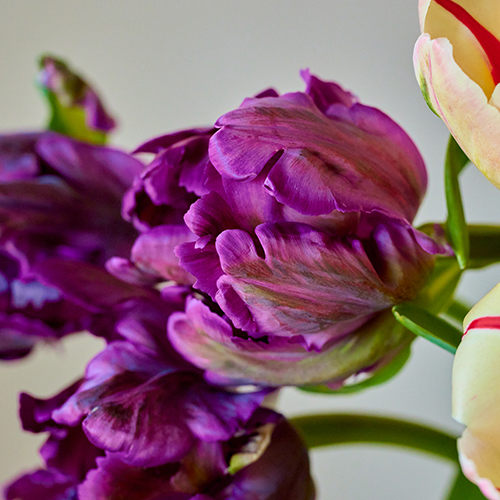 産直】前山のチューリップ 20本アソート | 青山フラワーマーケット