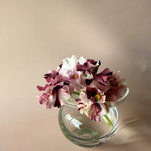 市場直送】うえたさんオリジナルパンジー「マリーリーン」絞り品種 2鉢