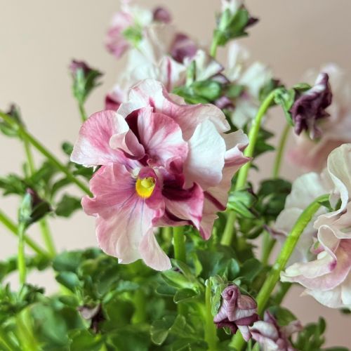 市場直送】うえたさんオリジナルパンジー「マリーリーン」絞り品種 4鉢