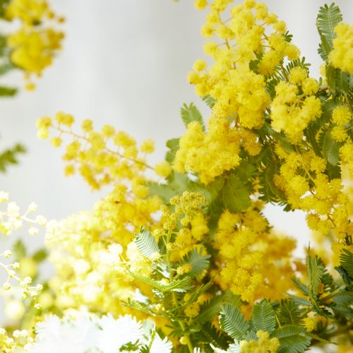 Aoyama EXPRESS】榎本さんのミモザアカシア 5本 | 青山フラワー