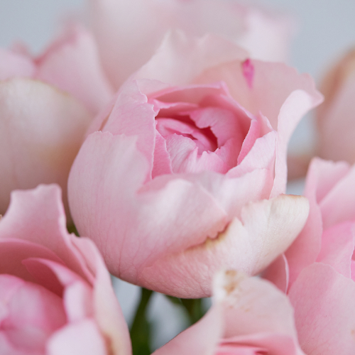 産直】増田バラ園のフレグランスローズ 5種ミックス10本 | 青山