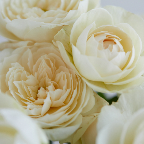 産直】増田バラ園のフレグランスローズ 5種ミックス10本 | 青山