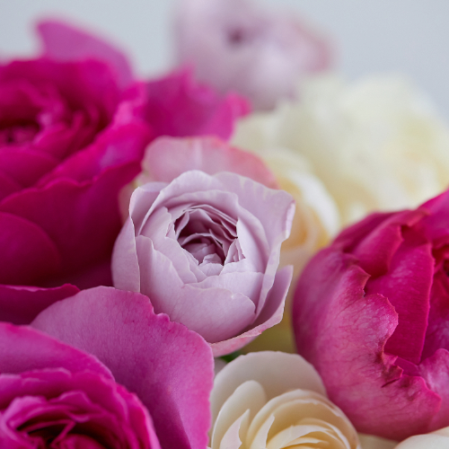 産直】増田バラ園のフレグランスローズ 5種ミックス10本 | 青山