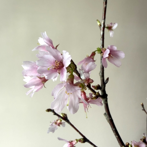 産直】枝もの家・柳田さんのおかめ桜 1m7本 | 青山フラワーマーケット
