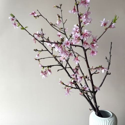 産直】枝もの家・柳田さんのおかめ桜 1m7本 | 青山フラワーマーケット