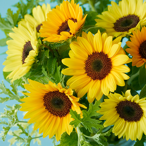 himawari様様専用販売 ひまわり様 専用（ひまわりさま専用