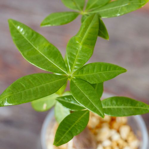 産直】グリーンウォークのパキラ（STRINGLASS) | 青山フラワー