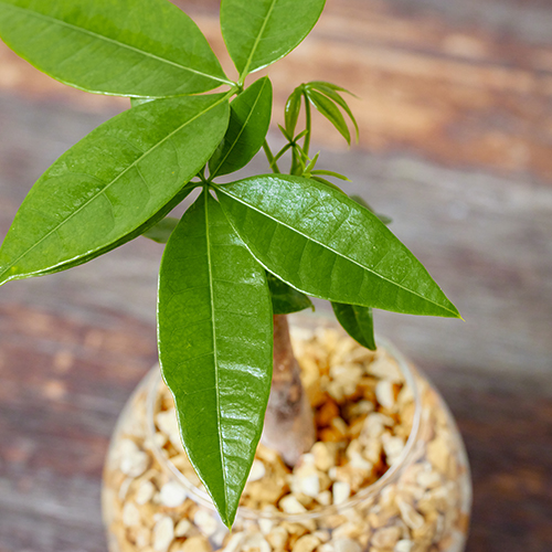 ヒマラヤ　アーユルベーダ　150ml x 2 新品花ちゃん様お取り置き 産直】グリーンウォークのパキラ（ハイドロカルチャーRound Vase