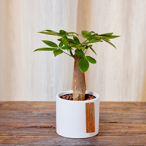 業務用 高級寿司屋仕様 陶器製 花瓶 彫刻 木箱付き 飲食店開業・和食店向け 業務用 高級寿司屋仕様 陶器製 花瓶 ホワイト赤花青葉 木箱付き 飲食