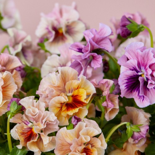 市場直送】うえたさんパンジー アンティークミックス2鉢セット | 青山