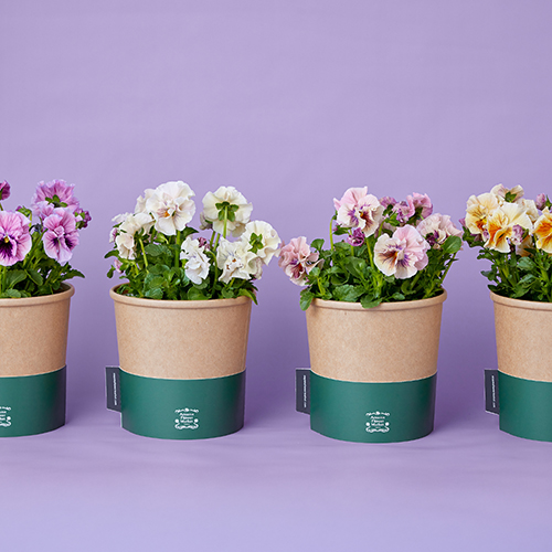 市場直送】うえたさんオリジナルパンジー「天の羽衣」4鉢セット | 青山