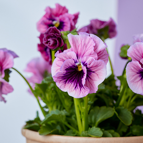 市場直送】うえたさんパンジー アンティークミックス4鉢セット | 青山