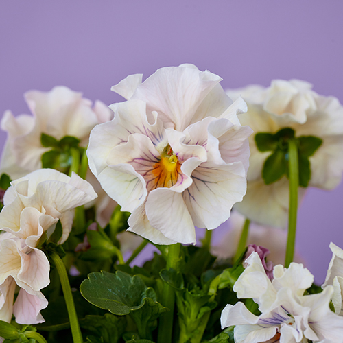 市場直送】うえたさんパンジー アンティークミックス2鉢セット | 青山