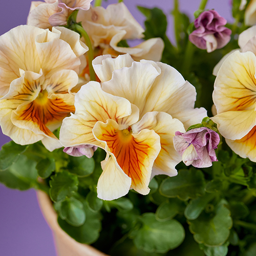 市場直送】うえたさんオリジナルパンジー「天の羽衣」4鉢セット | 青山