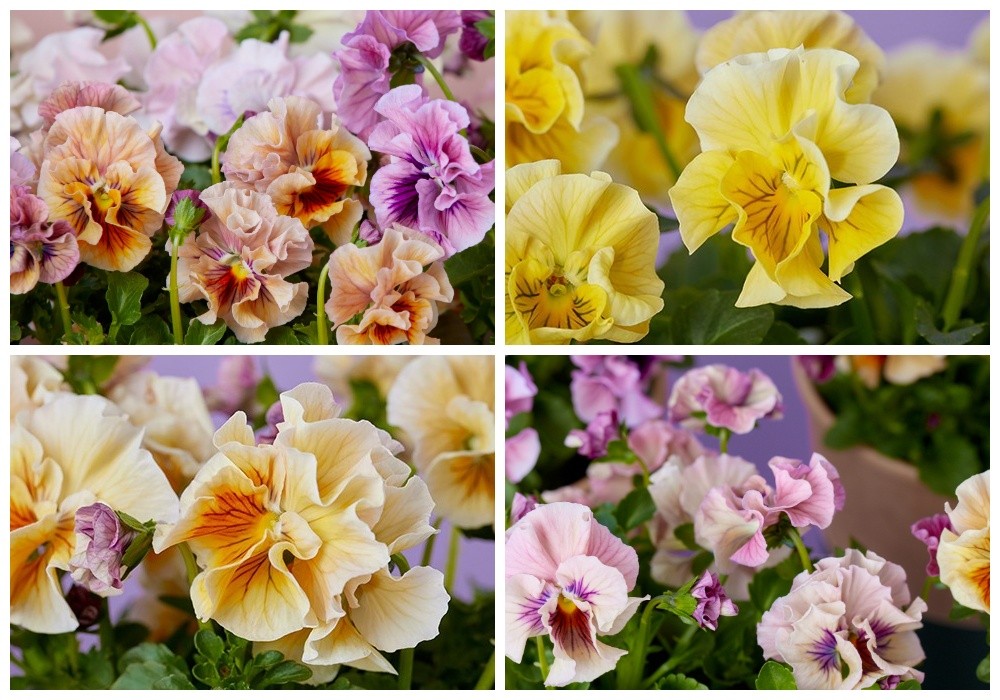 市場直送】うえたさんオリジナルパンジー「天の羽衣」2鉢セット | 青山