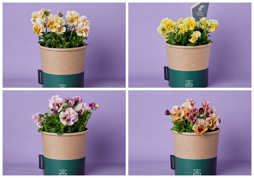 市場直送】うえたさんオリジナルパンジー「天の羽衣」2鉢セット | 青山