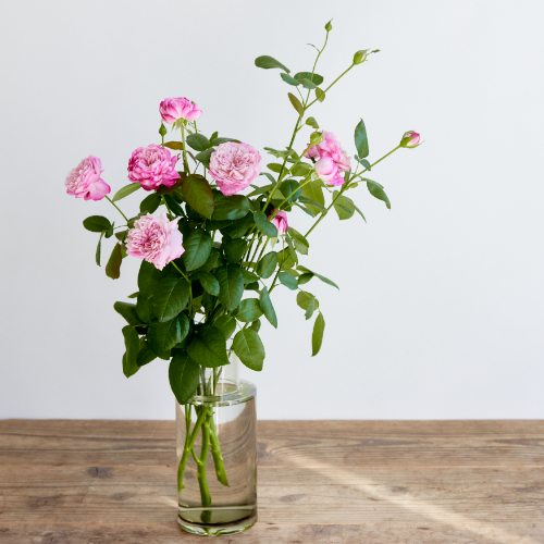 産直】井上バラ園の「パリス」10輪前後 | 青山フラワーマーケット