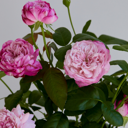 産直】希少！蘭工房の胡蝶蘭「マザーチーク」2本立ち | 青山フラワー