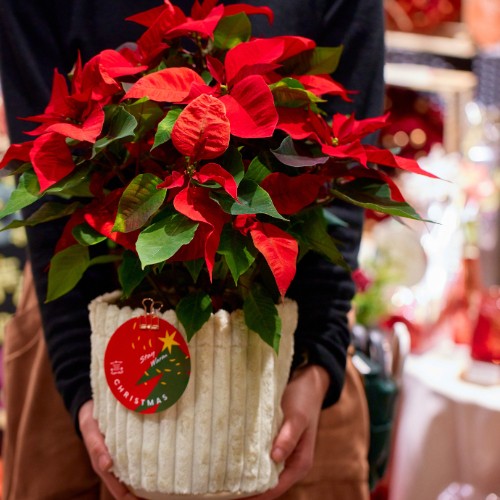 産直】篠園芸のポインセチア赤5寸 | 青山フラワーマーケット｜花束