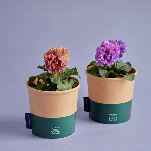 市場直送】サトウ園芸のパンジー 「ローヴ・ドゥ・アントワネット