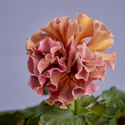 市場直送】サトウ園芸のパンジー 「ローヴ・ドゥ・アントワネット