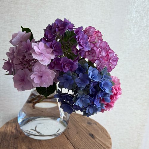 buyer's select】さかもと園芸の変わり咲きアジサイミックス 5本