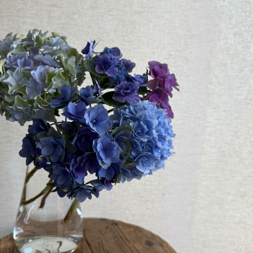 buyer's select】さかもと園芸の変わり咲きアジサイミックス 5本