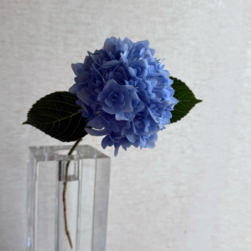 buyer's select】さかもと園芸の変わり咲きアジサイミックス 5本