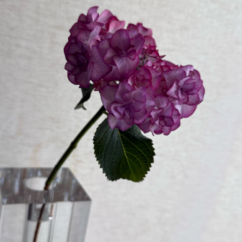 buyer's select】さかもと園芸の変わり咲きアジサイミックス 5本