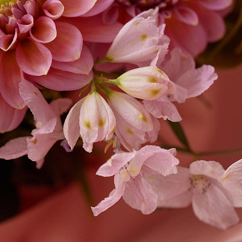 産直】日光園芸のさくらピンクBouquet | 青山フラワーマーケット｜花束