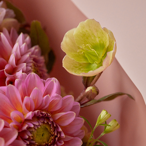 産直】日光園芸のさくらピンクBouquet | 青山フラワーマーケット｜花束