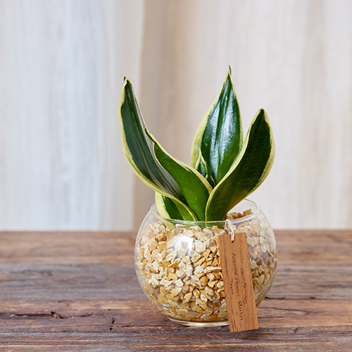 産直】グリーンウォークのサンスベリア ハニー（ハイドロカルチャー