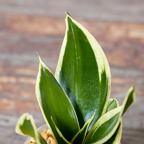 産直】グリーンウォークのサンスベリア ハニー（ハイドロカルチャー