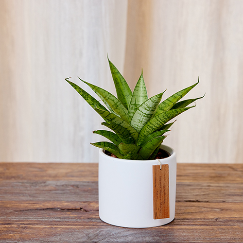 産直】グリーンウォークのサンスベリア（ハイドロカルチャーwhite pot
