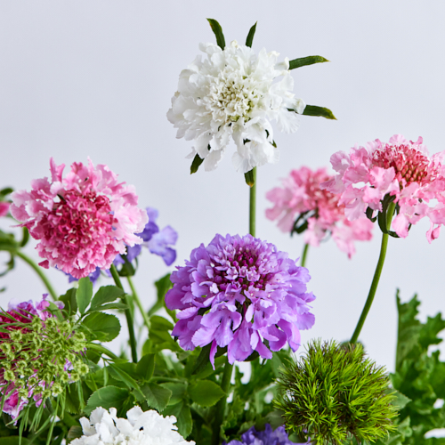 産直 金井園芸のスカビオサ10本と季節のグリーンアソート 青山フラワーマーケット公式 花屋 花 花束 フラワーギフト 通販 産直 金井園芸のスカビオサ10本と季節のグリーンアソート 青山フラワーマーケット公式 花屋 花 花束 フラワーギフト 通販