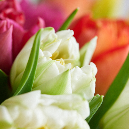 産直】センティアのチューリップ 15本3種ミックス | 青山フラワー